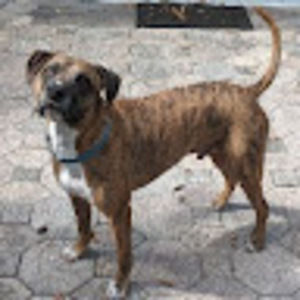 Meet your Posher, Paige